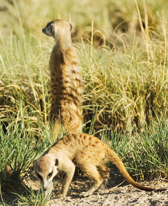 Meerkats