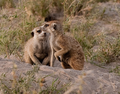 Meerkats