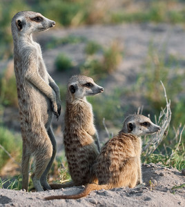 Meerkats