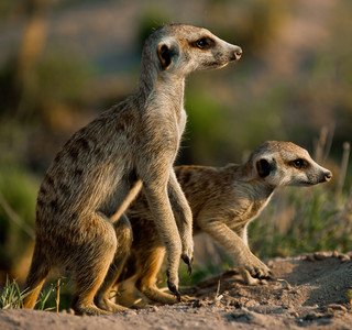 Meerkats