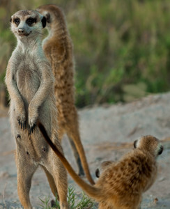 Meerkats