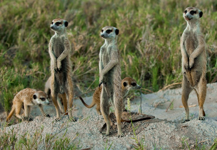 Meerkats