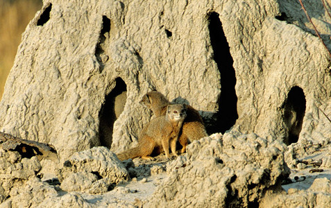 Yellow Mongoose