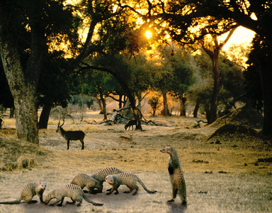 Banded Mongoose