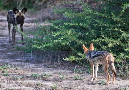 Wild Dog and Jackal