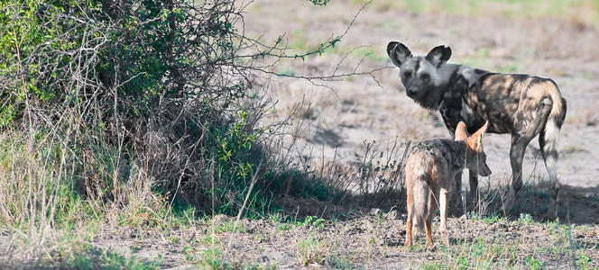 Wild Dog and Jackal