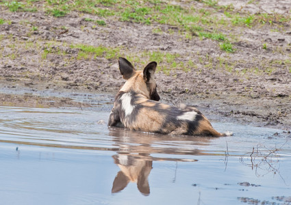 Wild Dog and Jackal