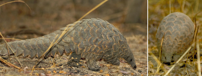 Pangolin