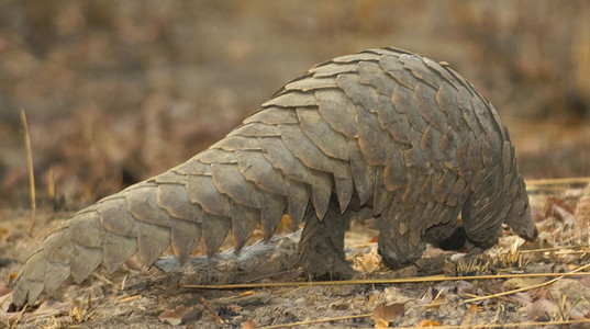 Pangolin