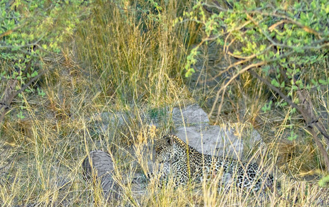 Pangolin and Leopard