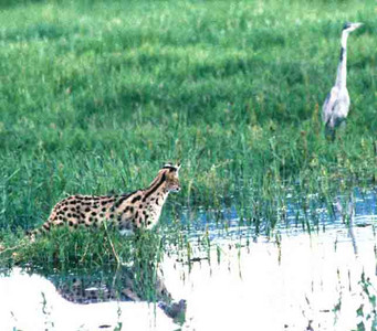 Serval Cat