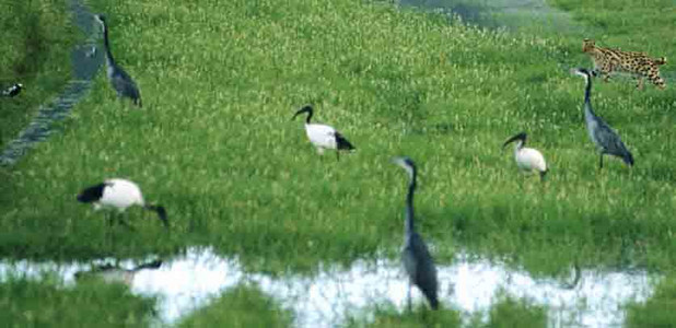 Serval Cat and Gray Heron