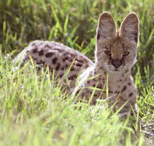 Serval Cat Ears