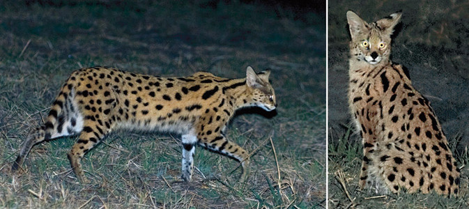 Serval Cat - Night