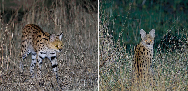 Serval Cat - Night