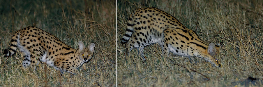 Serval Cat and Mouse