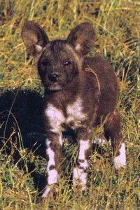 Wild Dogs