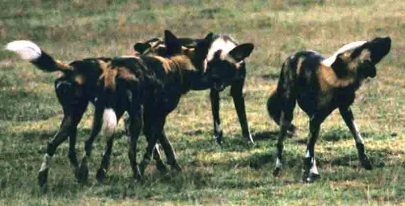 Wild Dogs