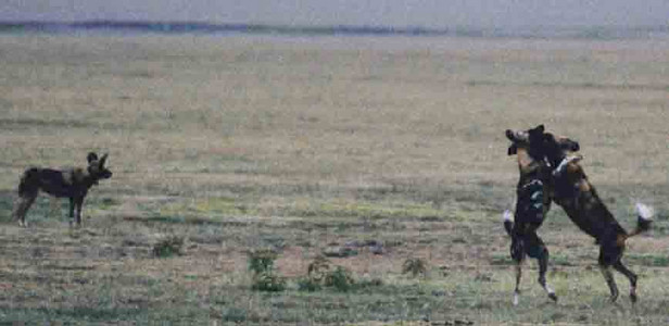 Wild Dogs