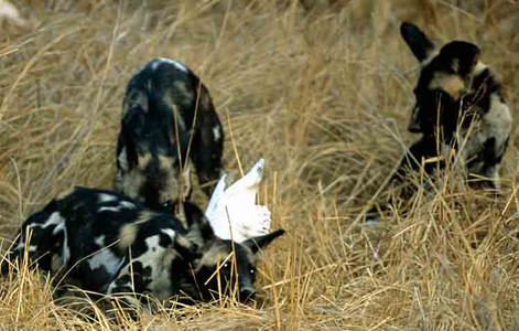 Wild Dogs