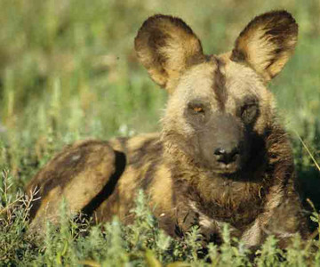 Wild Dogs\