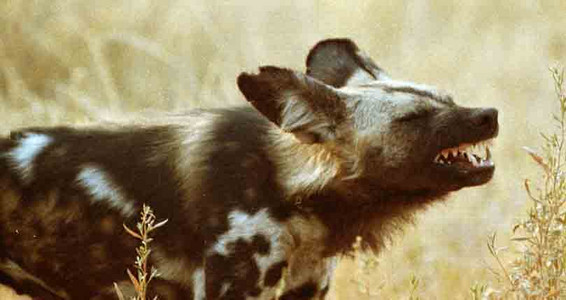 Wild Dogs
