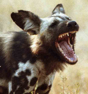 Wild Dogs
