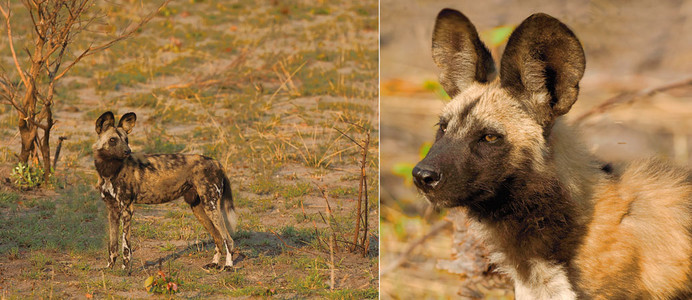 Wild Dogs