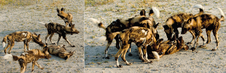 Wild Dogs