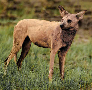 Wild Dogs