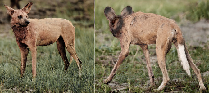 Wild Dogs