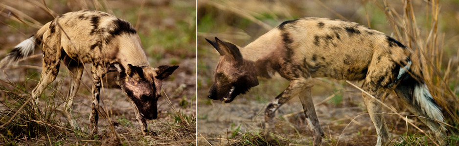 Wild Dogs