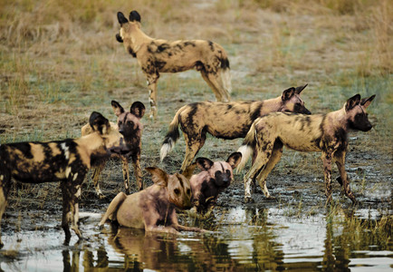 Wild Dogs