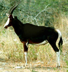 Bontebok