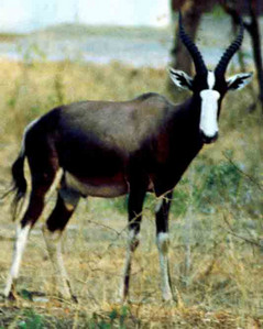 Bontebok