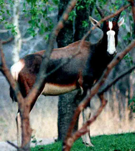 Bontebok