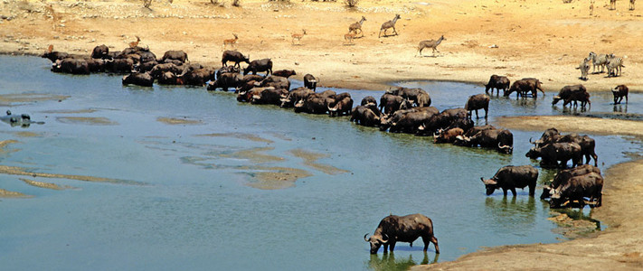 Cape Buffalo