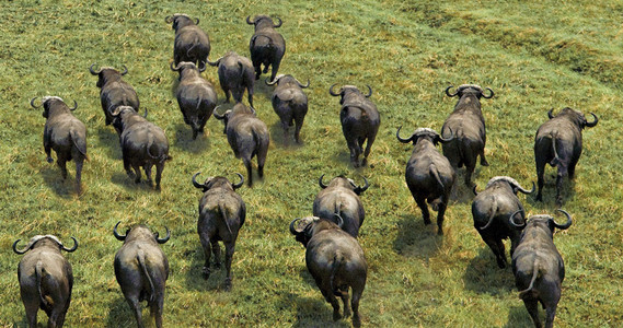 Cape Buffalo