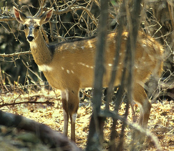 Bushbuck