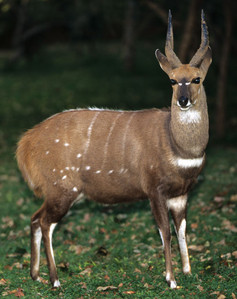 Bushbuck