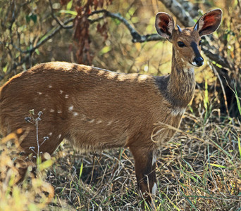 Bushbuck