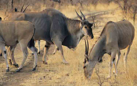 Eland
