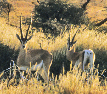 Grant's Gazelle
