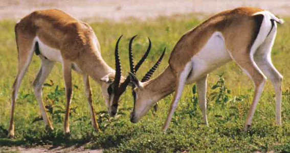 Grant's Gazelle