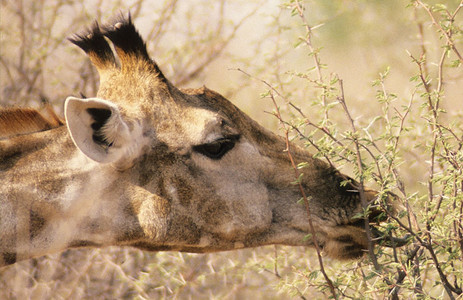 Southern Giraffe