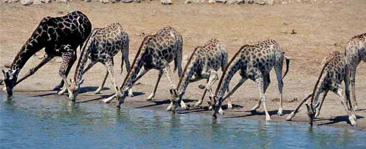 Southern Giraffe