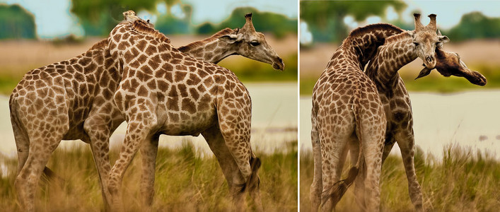 Southern Giraffes Necking