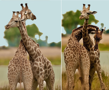 Southern Giraffe Necking