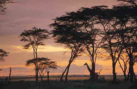 Masai Giraffe