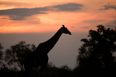 Southern Giraffe